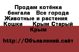 Продам котёнка бенгала - Все города Животные и растения » Кошки   . Крым,Старый Крым